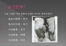 모기의 분류 및 형태 65페이지