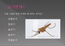 모기의 분류 및 형태 66페이지