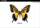 ★신발 디자인 (Shoes Design) ‘혜’디자인 ＋‘로퍼’디자인.ppt 22페이지