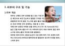 피부皮膚의 생리&유형(문제성피부)에 대한 이해 및 관리  (피부의 유형) 3페이지
