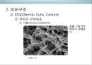 피부皮膚의 생리&유형(문제성피부)에 대한 이해 및 관리  (피부의 유형) 10페이지