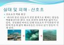 [해양질병-해양산성화를 중점으로] 해양산성화 (Ocean acidification) - 해양산성화 실태, 해양산성화 문제점, 해양산성화 완화대책, 해양산성화 전망.pptx 9페이지