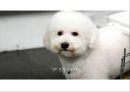 [딩크족][딩펫족] 새로운 현대가족 문화 ‘딩펫족(dinkpet)’을 말하다- 딩크족 및 딩펫족의 개념과 출현 배경 및 문제점들.pptx
 10페이지