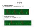 심전도 (심전도 분석, 부정맥).pptx 37페이지