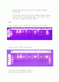 분자分子생물 분자유전 dna 클로닝 2페이지
