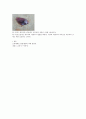 황소黃巢개구리 해부실험 결과레포트 4페이지