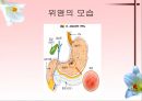 소화기계질환 24페이지