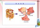 소화기계질환 28페이지