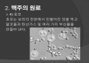맥주의 제조공정 7페이지
