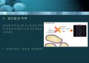 항균요법  17페이지