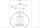 transforming growth factor beta 4페이지