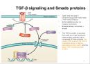 transforming growth factor beta 8페이지