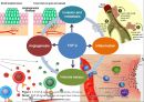 transforming growth factor beta 14페이지