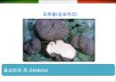 이탈리아 (Italy) 음식에 대한 이해  (이탈리아 음식문화) 23페이지