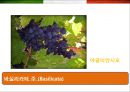 이탈리아 (Italy) 음식에 대한 이해  (이탈리아 음식문화) 31페이지