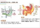 남성생식기, 남성생식, Male Reproduction, 남성생식기구조, 정자형성과정, 남성의성기능, 테스토스테론, 테스토스테론분비, 테스토스테론작용 7페이지
