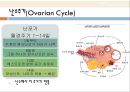생리학, 여성생식기, 여성생식기구조, 월경주기, 에스트로겐, 프로게스테론, 수정, 임신, 분만, 유즙분비 13페이지