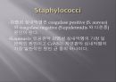 심내막염, Infectious endocarditis 15페이지