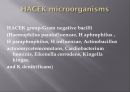 심내막염, Infectious endocarditis 24페이지
