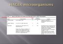 심내막염, Infectious endocarditis 25페이지