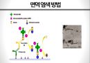 항체를 이용한 면역 염색 방법 21페이지
