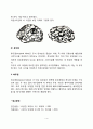 대뇌피질의 발달 4페이지