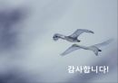 Cass Ice Light의 Re-Launching 전략 44페이지