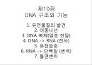 생명체의 특성생명의 연속성세포주기감수분열형질의 유전염색체DNA 구조와 기능유전공학 2페이지