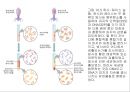 생명체의 특성생명의 연속성세포주기감수분열형질의 유전염색체DNA 구조와 기능유전공학 6페이지
