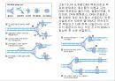 생명체의 특성생명의 연속성세포주기감수분열형질의 유전염색체DNA 구조와 기능유전공학 14페이지