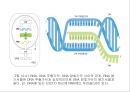 생명체의 특성생명의 연속성세포주기감수분열형질의 유전염색체DNA 구조와 기능유전공학 16페이지