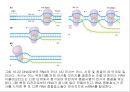 생명체의 특성생명의 연속성세포주기감수분열형질의 유전염색체DNA 구조와 기능유전공학 17페이지
