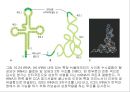 생명체의 특성생명의 연속성세포주기감수분열형질의 유전염색체DNA 구조와 기능유전공학 18페이지
