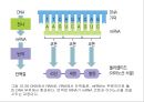 생명체의 특성생명의 연속성세포주기감수분열형질의 유전염색체DNA 구조와 기능유전공학 20페이지