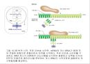생명체의 특성생명의 연속성세포주기감수분열형질의 유전염색체DNA 구조와 기능유전공학 23페이지