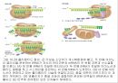 생명체의 특성생명의 연속성세포주기감수분열형질의 유전염색체DNA 구조와 기능유전공학 24페이지