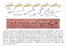 생명체의 특성생명의 연속성세포주기감수분열형질의 유전염색체DNA 구조와 기능유전공학 25페이지