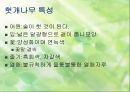 확 깨는 헛개나무 [재배법 특성 마케팅] 9페이지