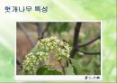확 깨는 헛개나무 [재배법 특성 마케팅] 10페이지