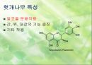 확 깨는 헛개나무 [재배법 특성 마케팅] 11페이지