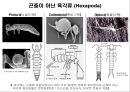 곤충의 분류체계와 종류 3페이지