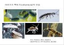 곤충의 분류체계와 종류 4페이지