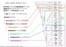 곤충의 분류체계와 종류 5페이지