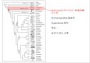곤충의 분류체계와 종류 6페이지
