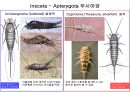 곤충의 분류체계와 종류 7페이지
