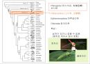 곤충의 분류체계와 종류 8페이지