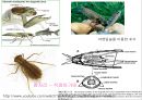 곤충의 분류체계와 종류 11페이지