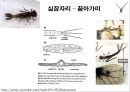 곤충의 분류체계와 종류 12페이지