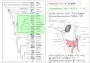 곤충의 분류체계와 종류 13페이지