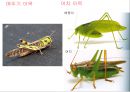 곤충의 분류체계와 종류 17페이지